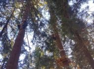 Realizzazione ostacoli e piattaforme tra gli alberi del parco avventura