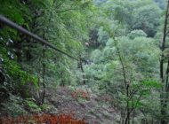 Creazione nuovi passaggi tra gli alberi del parco avventura